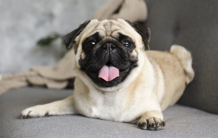 10 giống chó dữ nhất thế giới không như bạn tưởng  Pet Nha Trang
